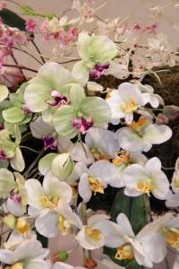 アートフラワー 蘭