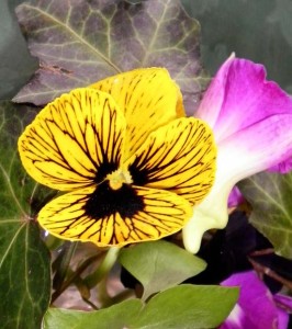 パンジー　自然の力